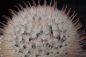 Preview: Mammillaria pennispinosa